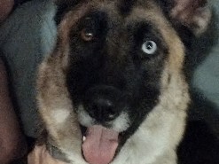 German Shepherd – 2 year old German Shepherd