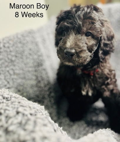 Sheepadoodle Darlings