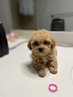 Poodle – Female Toy Poodle – Houston