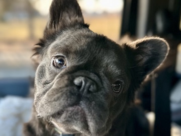 French Bulldog – Fluffy blue male FIXED French bulldog for sale – Bloomington