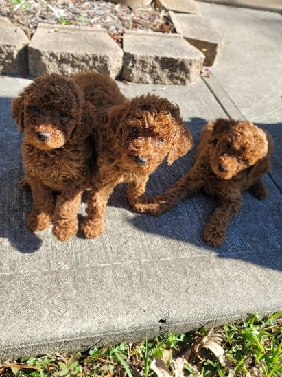 Poodle – Jinys Red Standards