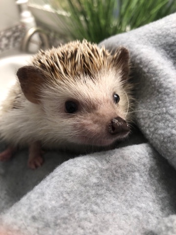 Any – Free hedgehogs with all supplies needed included!