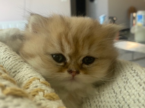 petshome%2Fadverts%2FvDiM8Qi37sgttuaPsJOT%2Fmain image