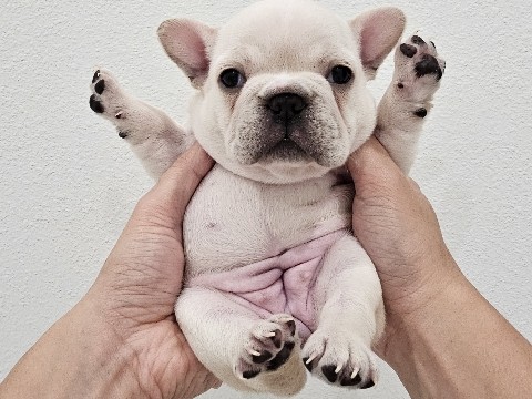 French Bulldog – Princess Peach