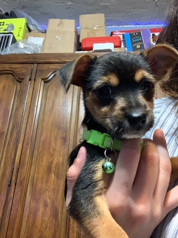 Chihuahua – Chorkie (Chihuahua/yorkie) Male