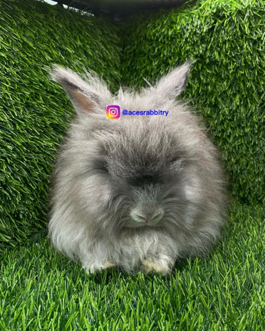 AceRabbitry Bunnies Bunny Rabbits Rabbit 