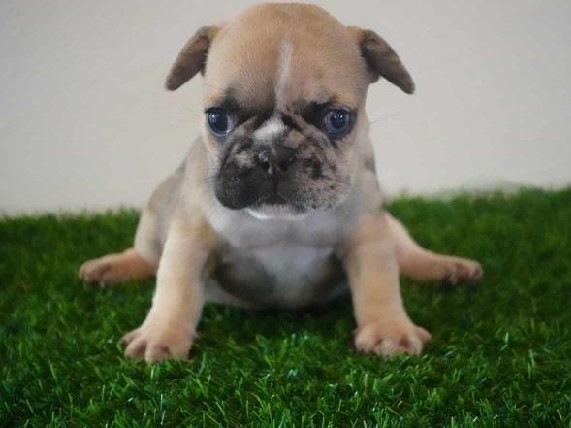 French Bulldog – French Bulldog Male – Monroe Township