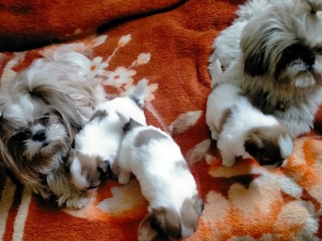 Shih Tzu – Beautiful newborn Shih Tzu puppies available now! Healthy, playful, and raised with love. We have cute male and female puppies with soft fluffy coats and sweet personalities. These little fur babies a – Jammu