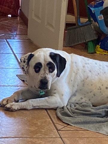 Dalmatian – Dalmatian Boxer Mix