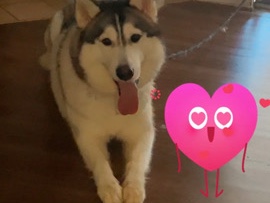 Siberian Husky – vendo o regalo husky es niña – San Antonio