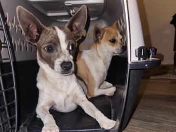 Adopt Chihuahua  Chihuahua puppies  in Tucson