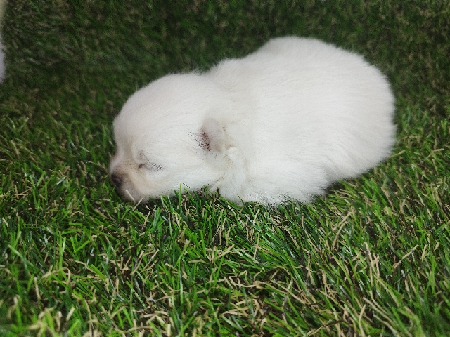 German Spitz - Lulu da Pomerânia Anão/Spitz alemão  available for adoption in São Paulo