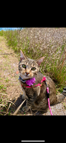 American Shorthair – Tiny Playful Kitty