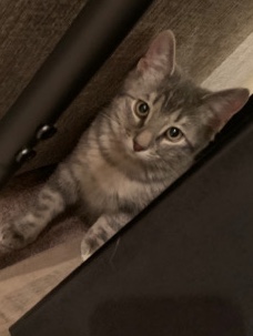 Cat looking for a home
