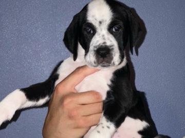 Dalmatian – Dalmatian/husky puppies – Renton