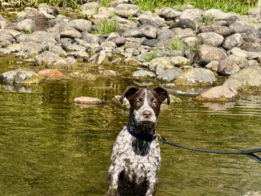 German Shorthaired Pointer – Germain short haired pointer – Mesa