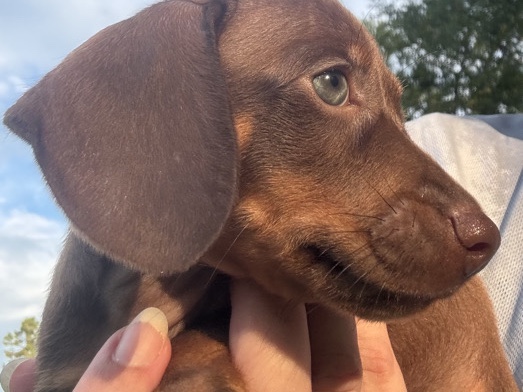 Dachshund – AKC Miniature Dachshund Puppy – Wewahitchka