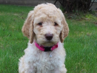 Poodle – Macy’s Goldendoodle FB1 – Poughkeepsie