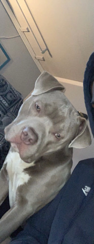 American Pit Bull Terrier – American bully standard