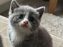 British Longhair – blue british long hair kittens – New Malden