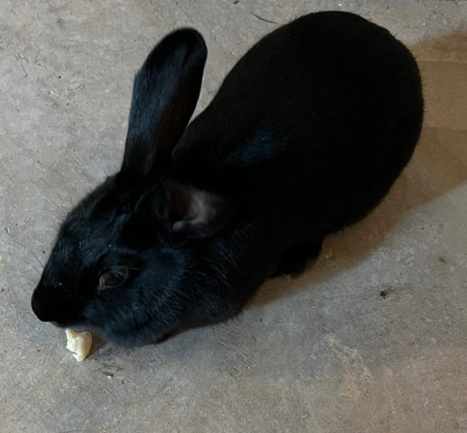 New Zealand – Bkack New Zealand rabbit