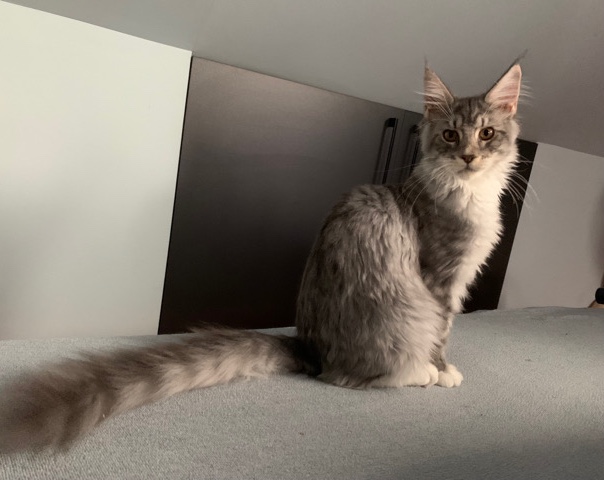 Maine Coon – Maine **** male FPL