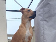 American Pit Bull Terrier - Snuggle bug looking for a good home available for adoption in Elmwood Park