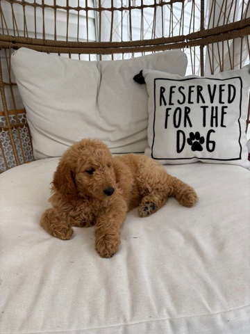 lady Golden doodle mini