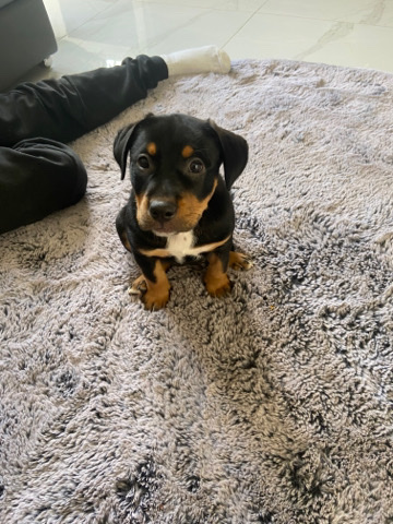 Rottweiler – Rottweiler puppy