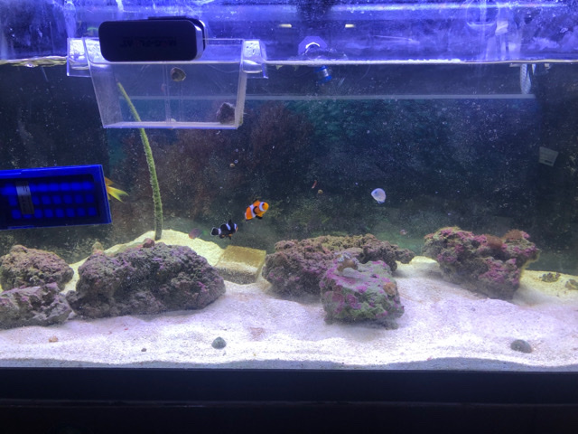 saltwater tank