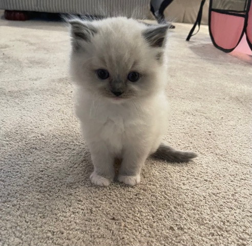 Ragdoll – Pure Ragdoll Kitten