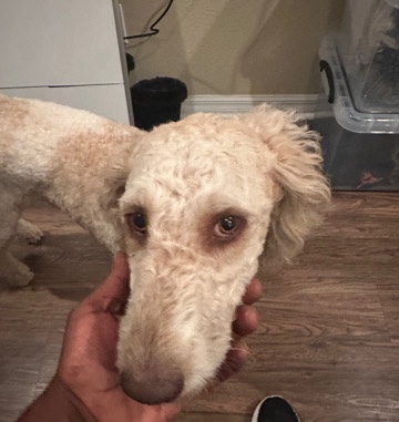 Golden Retriever – golden doodle