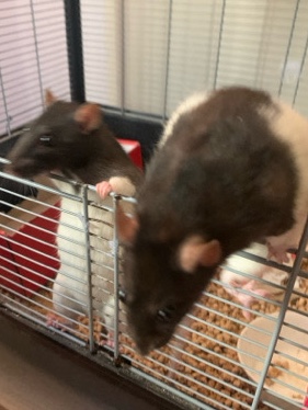 Ratas de año y medio