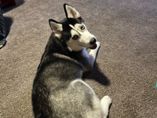 Image of Siberian Husky