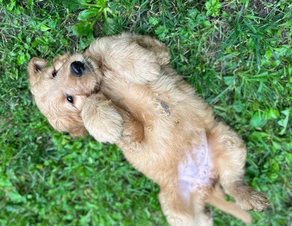 Golden Retriever – Maple/Red Collar