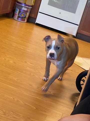 American Pit Bull Terrier – Lilac pocket bully