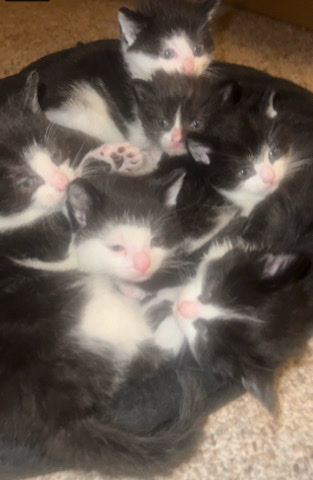 Dmv area rehoming fee is in place for serious inquiries
