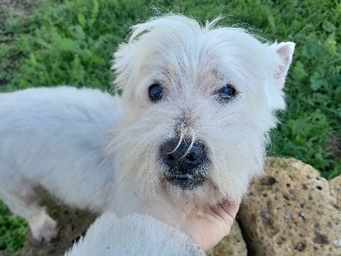 Image of West Highland White Terrier