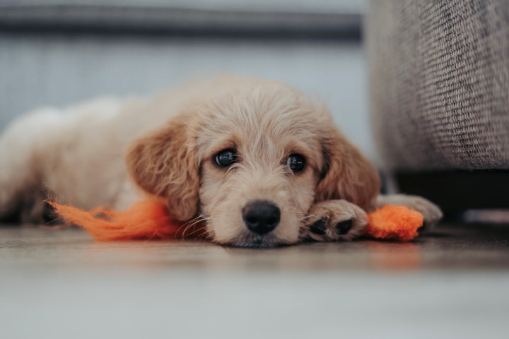 looking for a small puppy to join our family