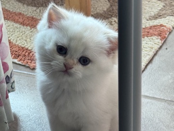 British Shorthair – female Golden British shorthair Ny1133 – Abu Dhabi