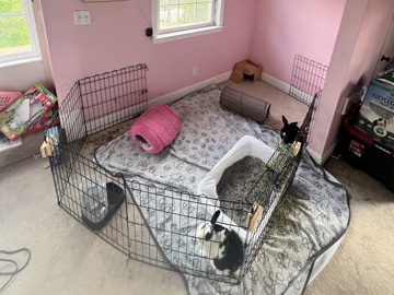 Dutch – Rex/dutch mix bunnies – South Charleston