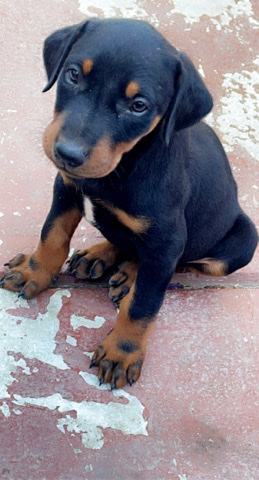 Doberman Pinscher – Doberman puppy