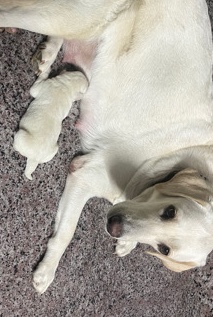Labrador Retriever – High Quality Labrador