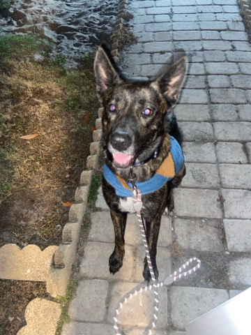 Belgian Shepherd Dog (Malinois) – Hennessy