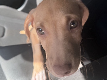 American Pit Bull Terrier – Pitbull mixed Lab – Dallas