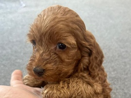 Cockapoo puppies
