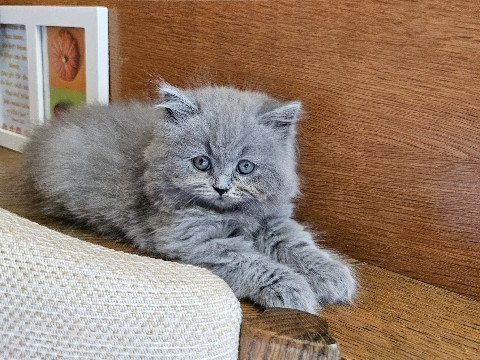 British Longhair – Britisch Langhaar Kitten, silber – Nersingen