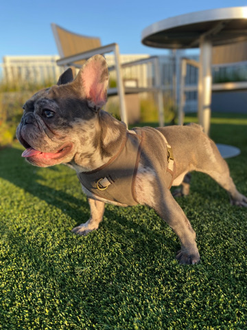French Bulldog – AKC frenchie