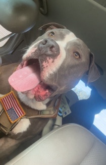 American Bulldog – blue nose pitbull