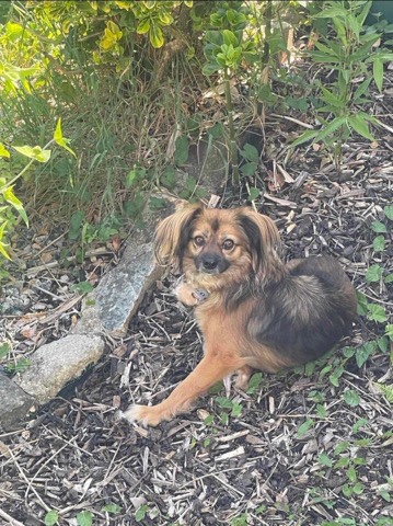 Tala